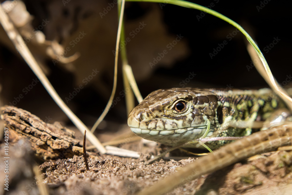 Fototapeta premium sand lizard