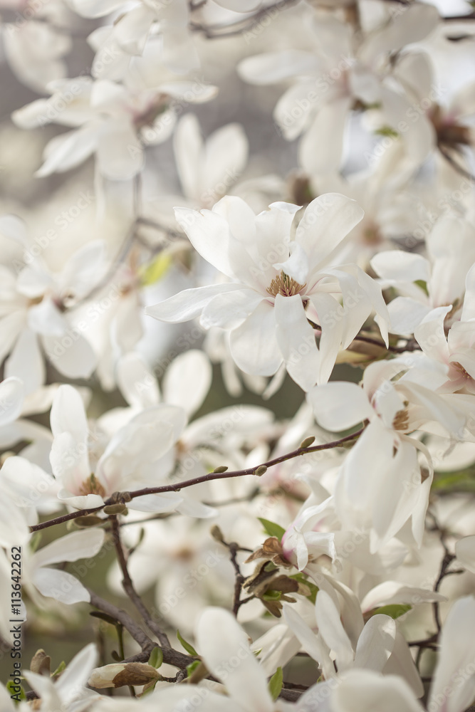 Obraz premium Magnolia flowers in spring garden