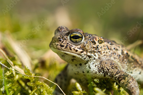 Natterjack toad photo