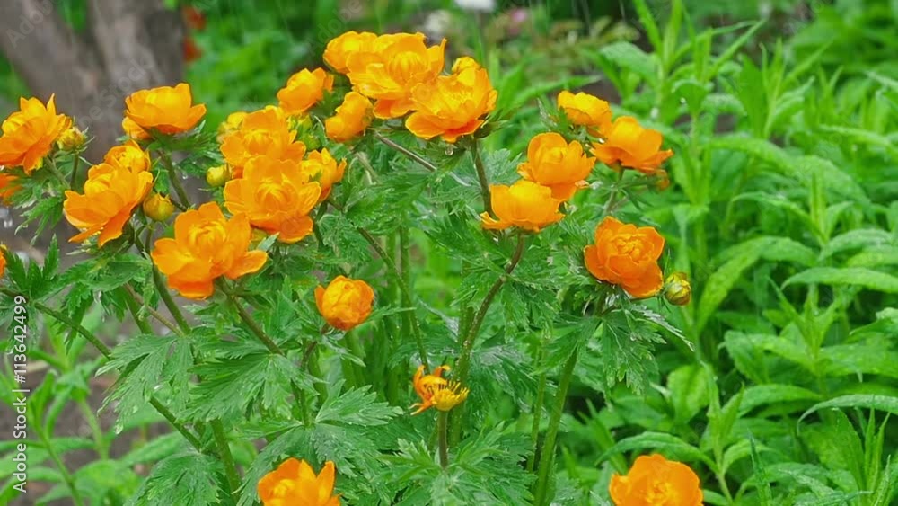 Trollius asiaticus orange flowers under rain Trollius asiaticus orange flowers under rain