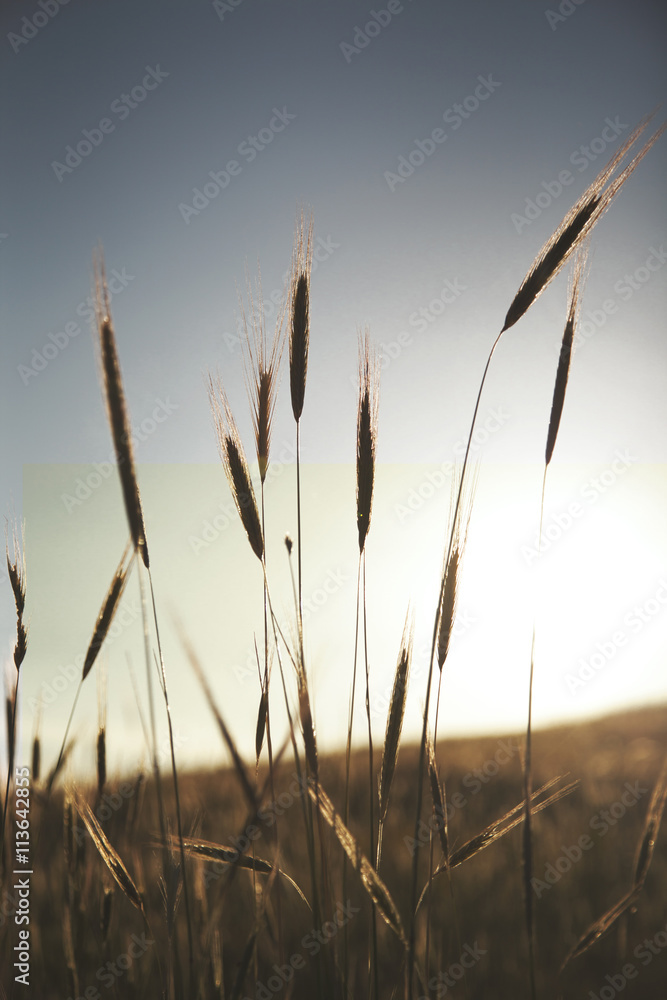 wheat field and sunset