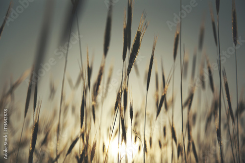 Fototapeta Naklejka Na Ścianę i Meble -  wheat field and sunset