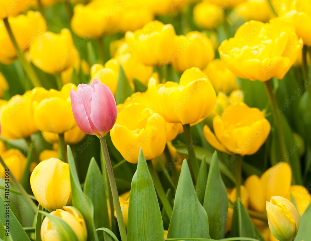 Obraz premium One pink tulip standing out from many yellow ones. Individuality concept