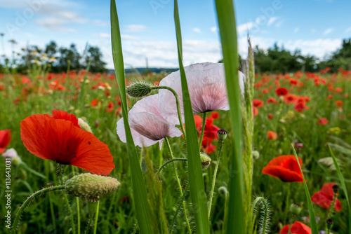 Blumenwiese mit Mohnblumen photo