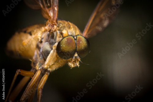 Flying Horse Fly photo