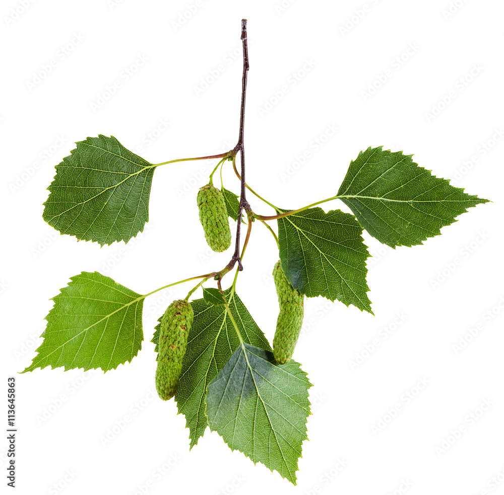 Obraz premium gałązka brzozy z zielonymi liśćmi i baziami