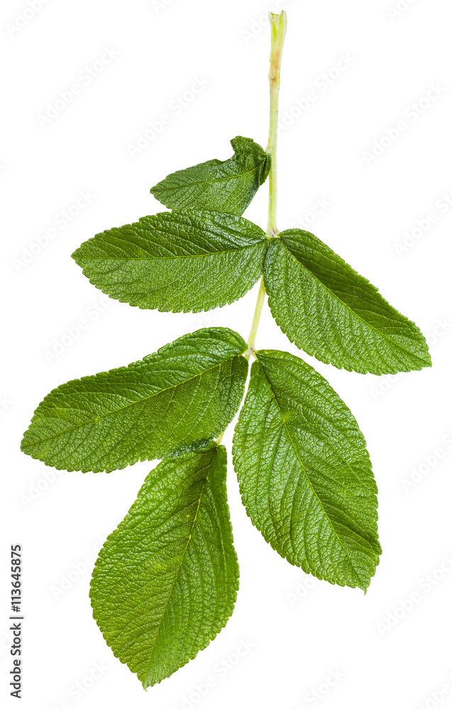 branch with green leaves of Rosa rugosa branch with green leaves of Rosa rugosa