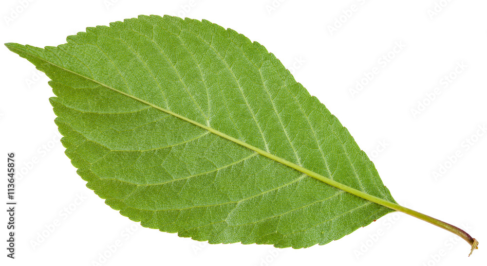 back side of Prunus padus green leaf isolated back side of Prunus padus green leaf isolated