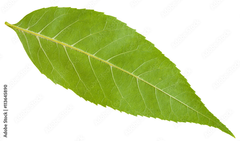 Obraz premium back side of green leaf of Fraxinus excelsior tree