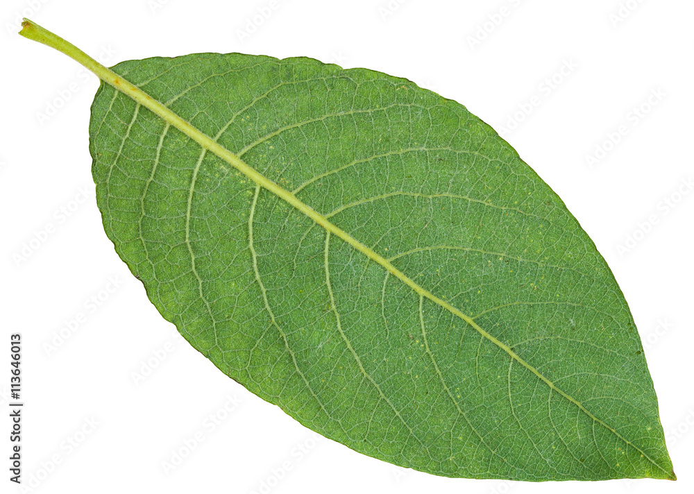 Naklejka premium back side of green leaf of Sallow willow isolated