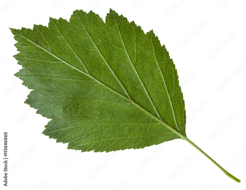 back side of green leaf of Hawthorn isolated back side of green leaf of Hawthorn isolated