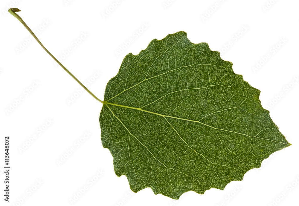 Naklejka premium liść drzewa osiki (Populus tremula) samodzielnie