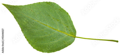 back side of green leaf of black poplar isolated