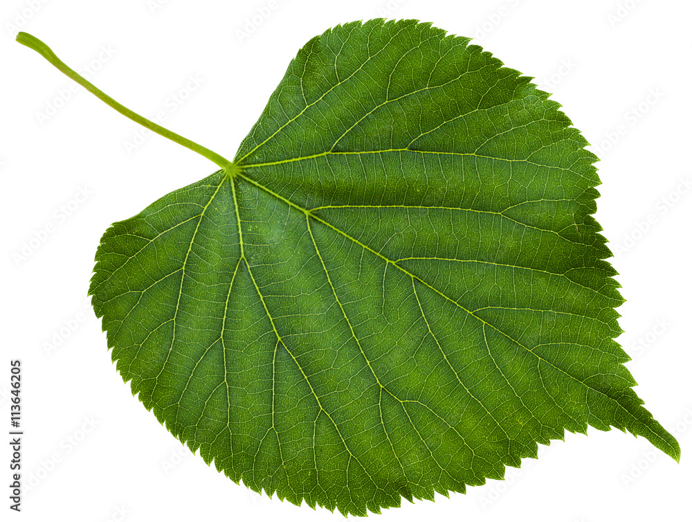 Fototapeta premium zielony liść drzewa Tilia platyphyllos na białym tle