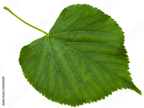 green leaf of Tilia platyphyllos tree isolated
