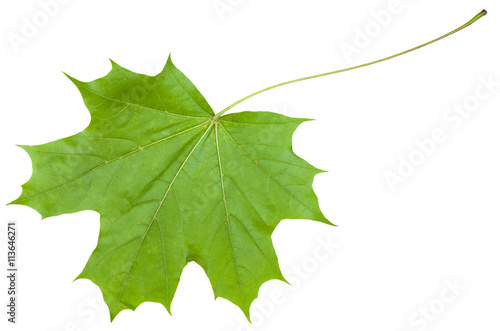 back side leaf of maple tree (Acer platanoides)