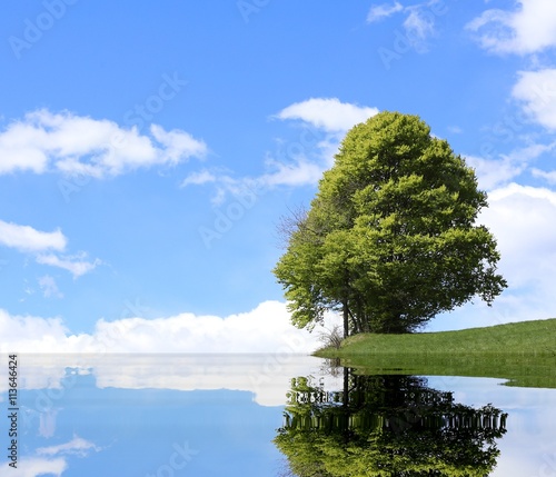 Quadro su tela isolated tree with the alpine lake and the thick foliage in summ