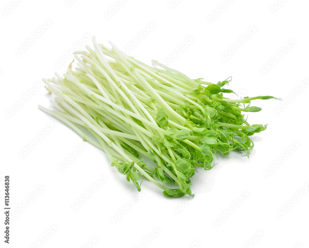 Snow pea sprouts on white background Snow pea sprouts on white background