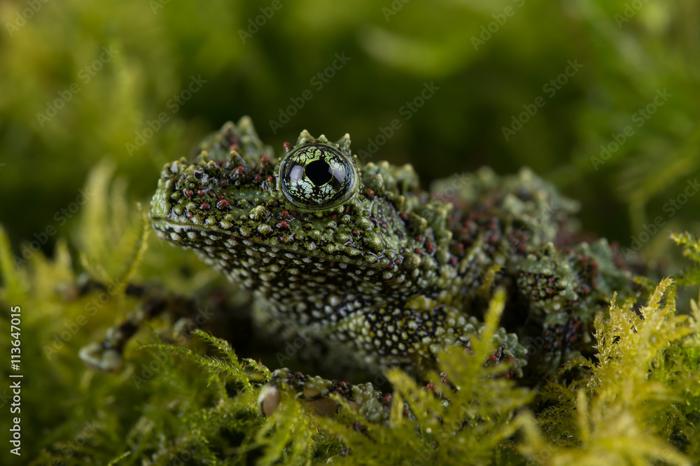 Mossy Frog Next To Moss Theloderma Corticale Stock Photo