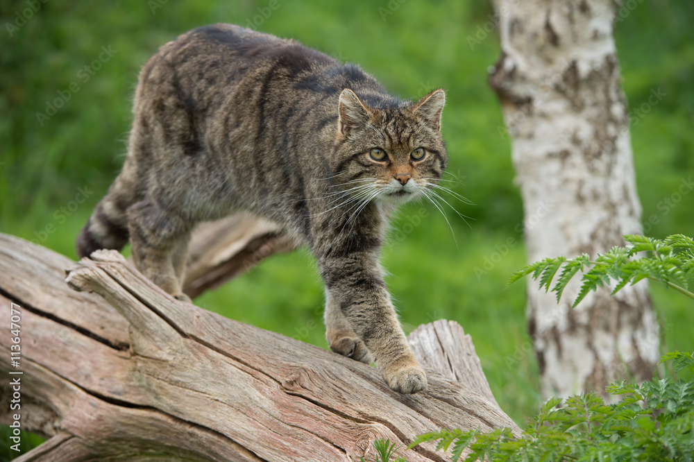 Fototapeta premium Scottish Wildcat (Felis Silvestris Grampia) / Scottish Wildcat na dużym pniu drzewa