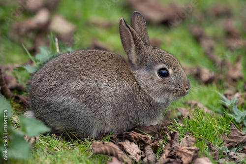 Wild Common Rabbit (Oryctolagus Cuniculus)/Wild baby rabbit in long grass at the edge of a forest