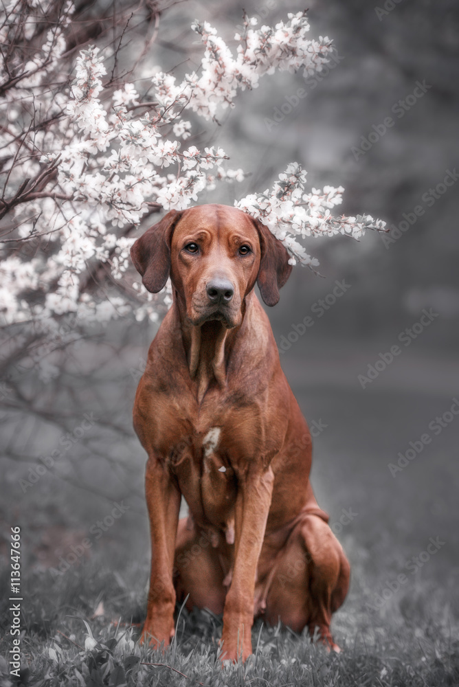 adorable rhodesian ridgeback dog outdoors adorable rhodesian ridgeback dog outdoors
