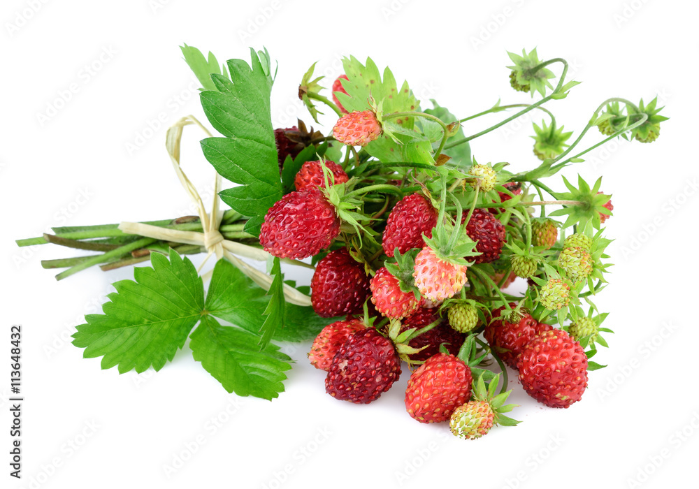 Wild strawberry. Woodland strawberry with leaves on white. Wild strawberry. Woodland strawberry with leaves on white.