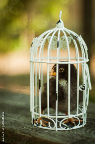 Chick in a decorative cage