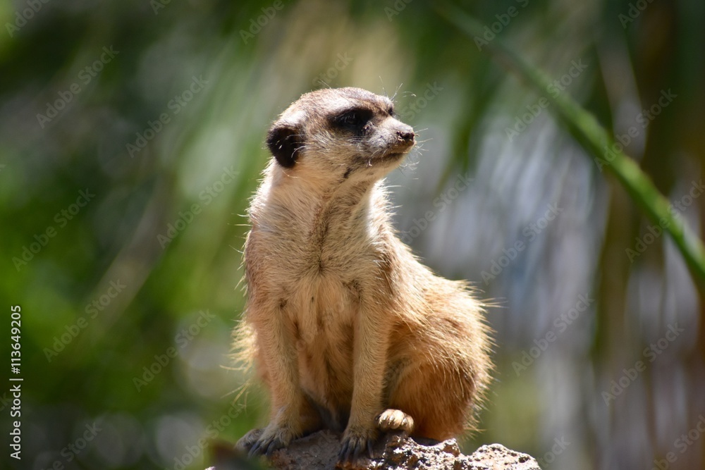 Fototapeta premium Looking Meerkat