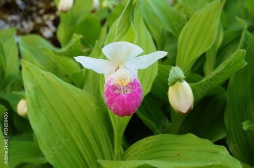 Fototapeta Naklejka Na Ścianę i Meble -  Pink and white lady slipper orchid flower (Cypripedium reginae)