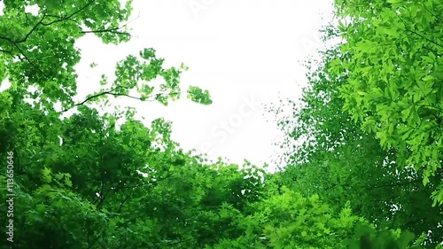 風に揺れる木々