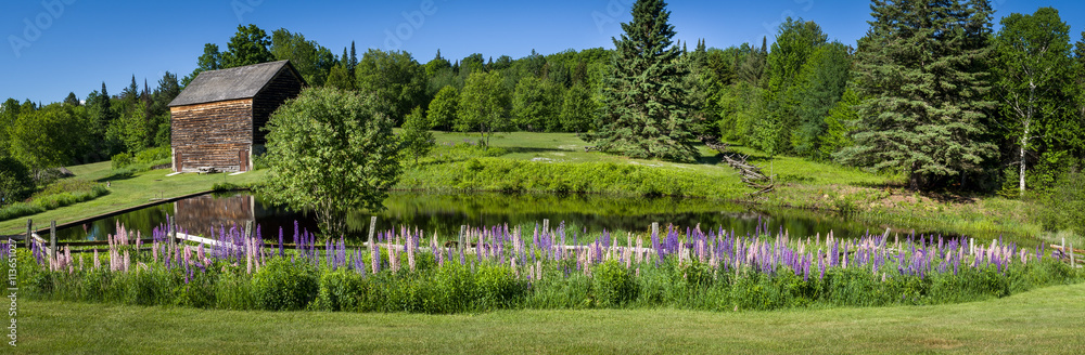 Panoramic image of a lupine garden in the Adirondacks - obrazy, fototapety, plakaty 