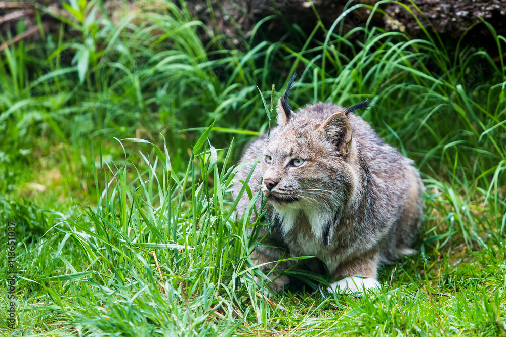 Fototapeta premium Canadian Lynx in Low Grass