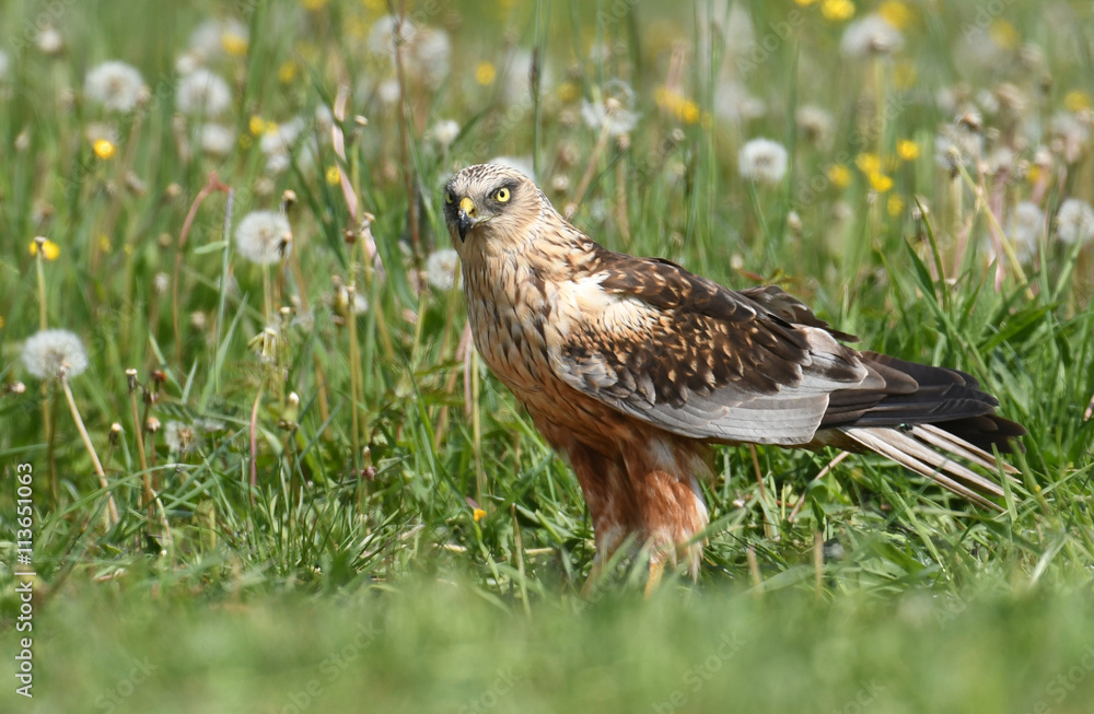 Marsh harrier (Circus aeruginosus) in spring scenery Marsh harrier (Circus aeruginosus) in spring scenery