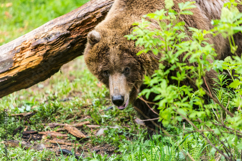 Female Grizzly Bear in Forest