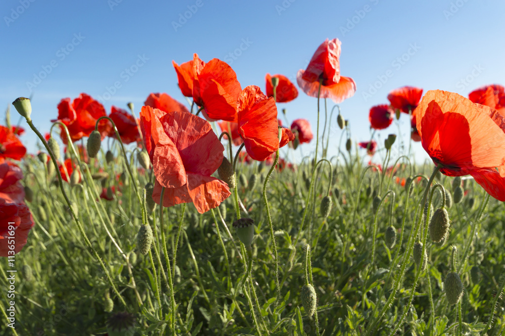 flowers flowers