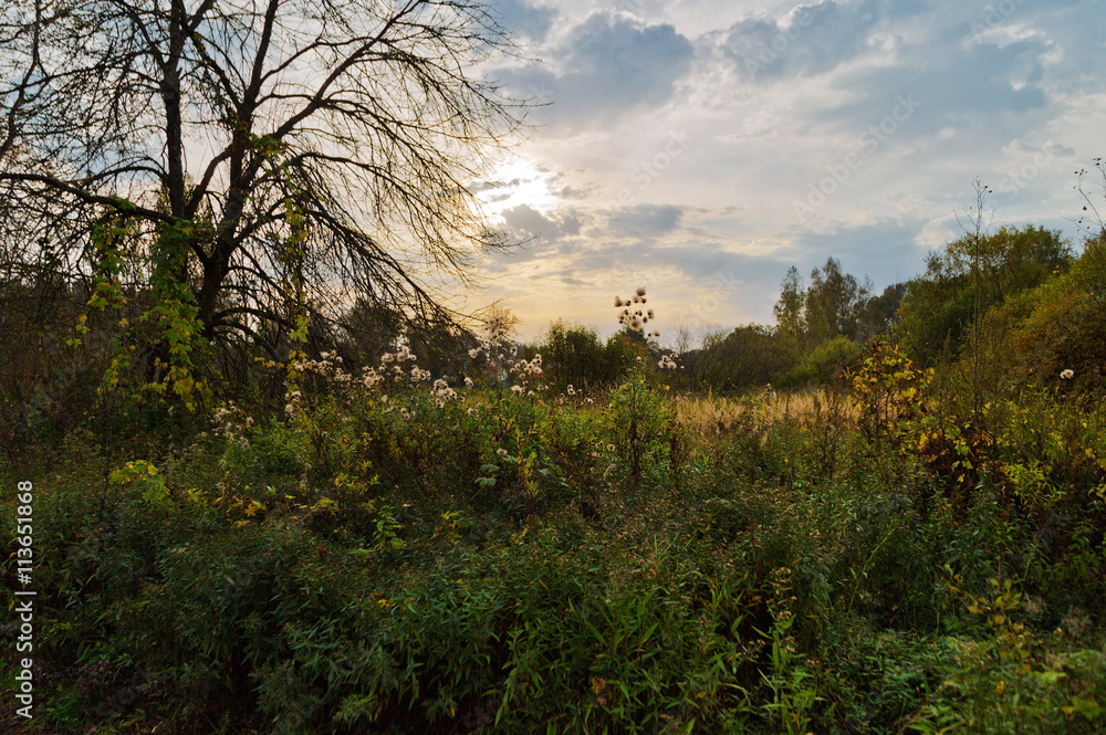 autumnal field