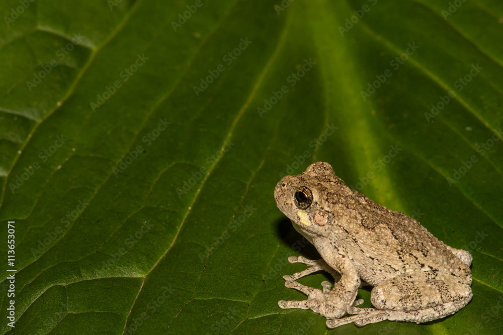 Obraz premium A Gray Treefrog climbing on a skunk cabbage leaf.