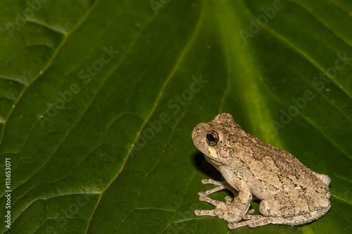 A Gray Treefrog climbing on a skunk cabbage leaf. © ondreicka