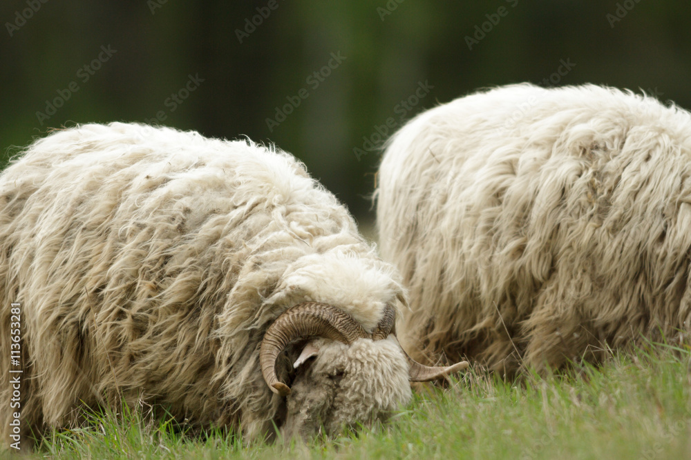 sheep StockFoto Adobe Stock