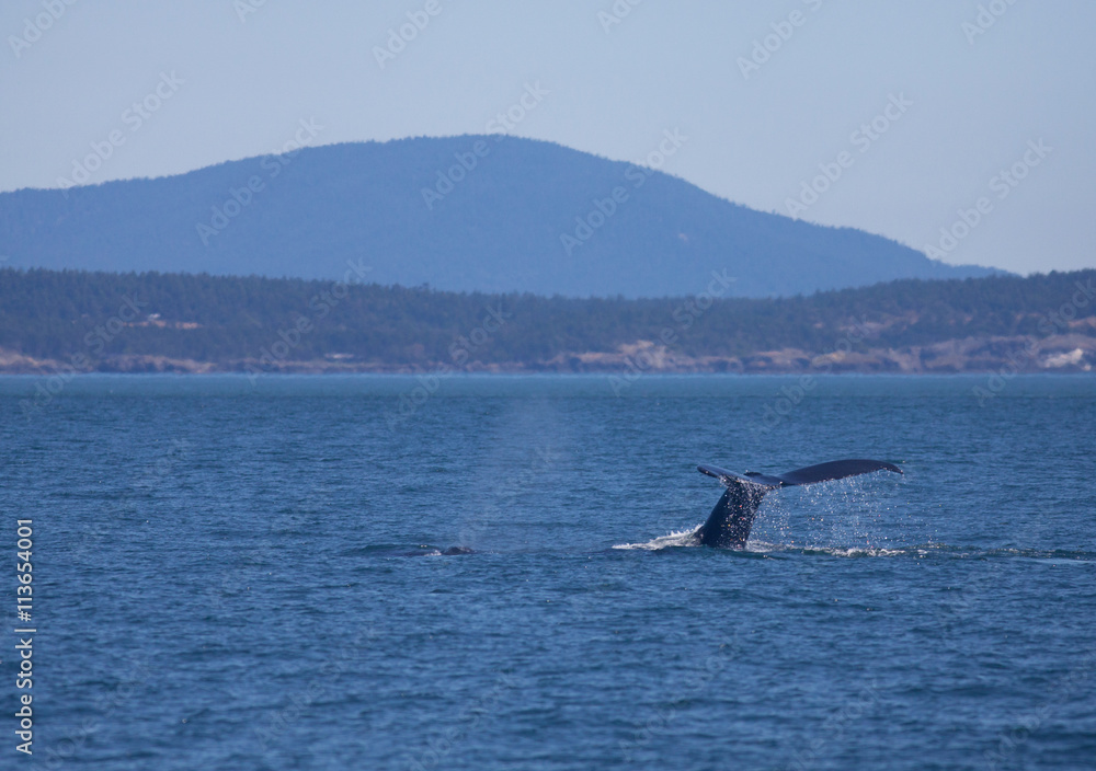 Naklejka premium Whales in the Puget Sound near Port Angeles Washington