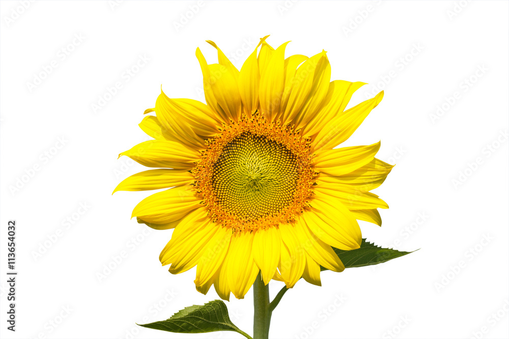 Naklejka premium sunflower blooming on white background
