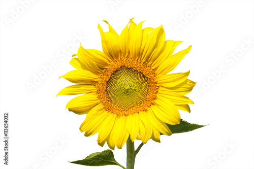 sunflower blooming on white background