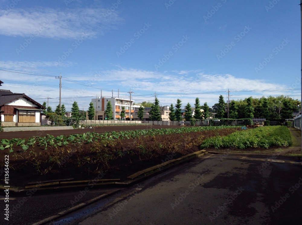 vegitable garden in suburb town