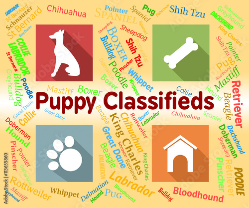 Puppy Classifieds Shows Doggy Ad And Canines