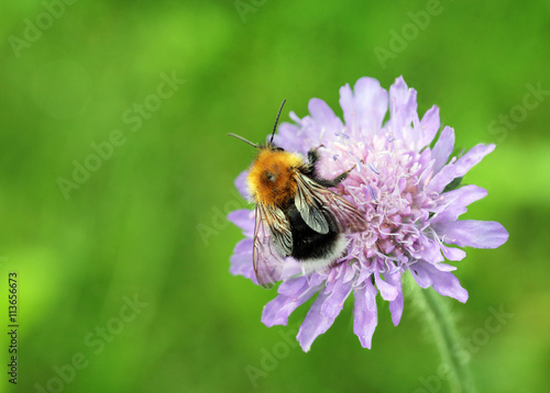 Bumblebee on Field Scabious © gors4730