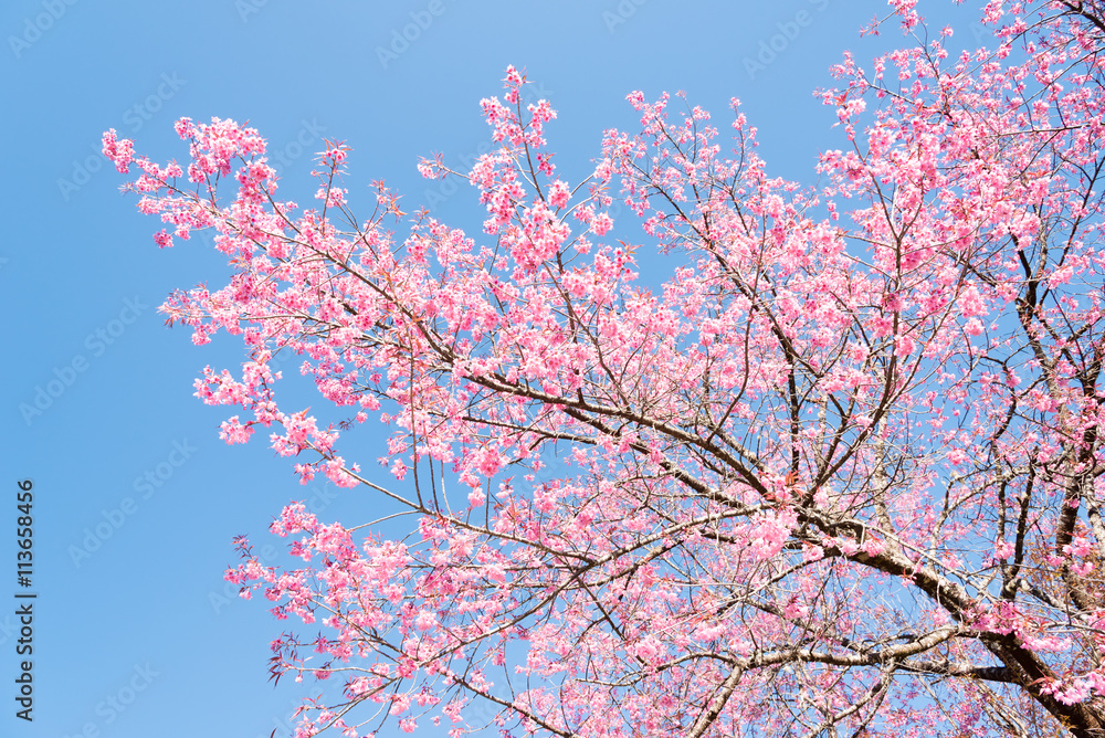 A branch of cherry blossoms