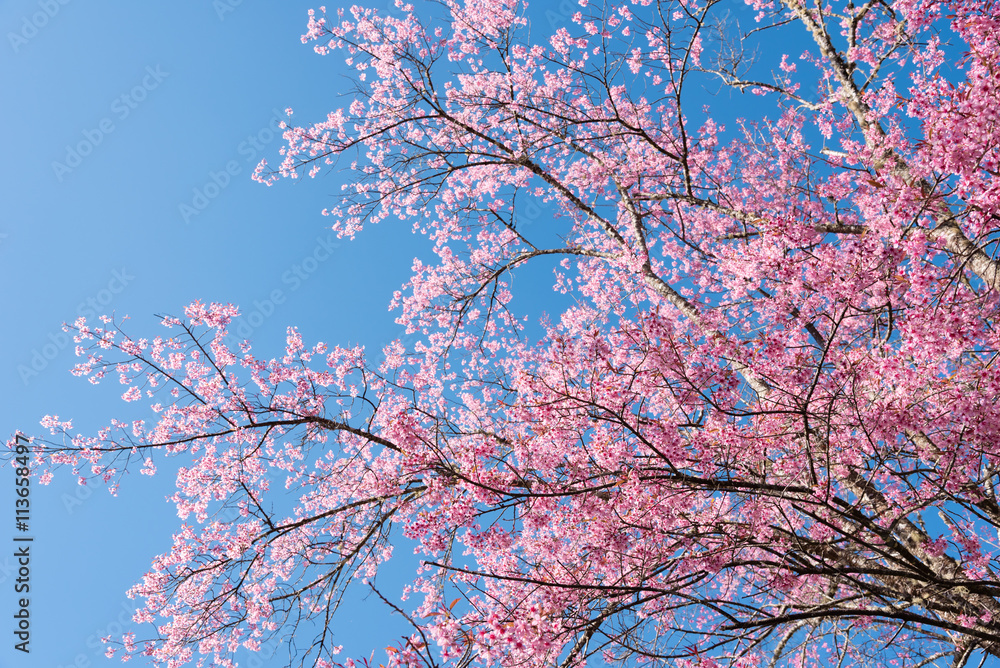 A branch of cherry blossoms
