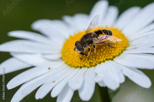  Bee on a flower