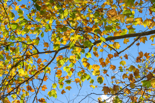 Colourful yellow autumn leaves against sky on the background. Fa